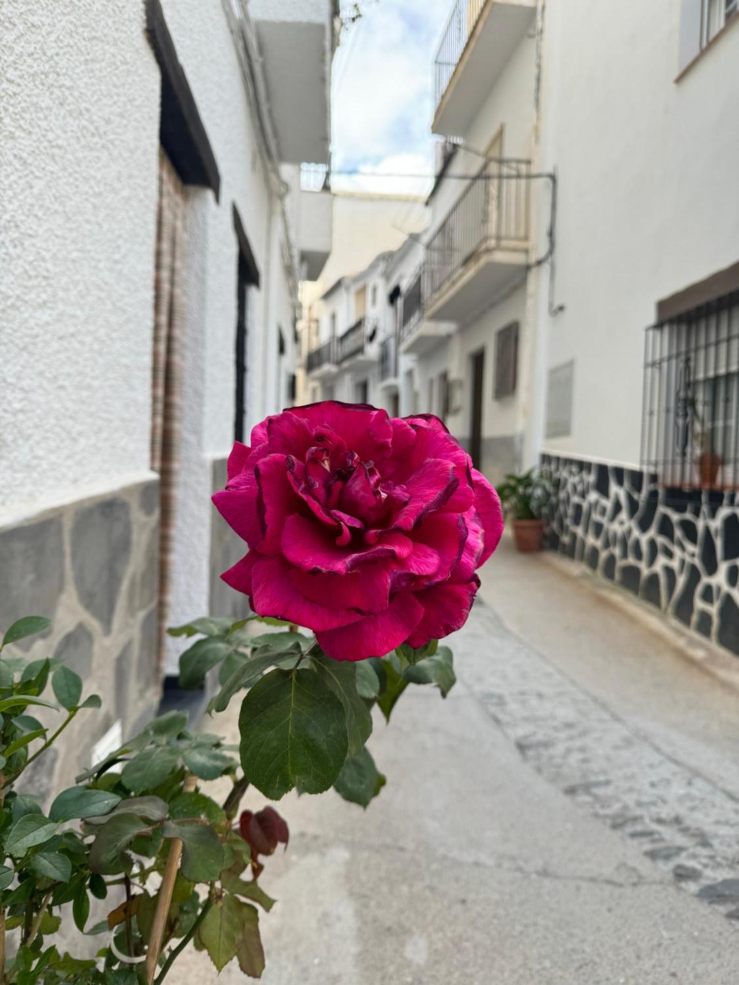 Apartamento Rural Julio Trevélez Eksteriør bilde
